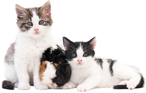 pets